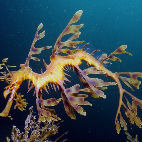 leafy seadragons in 3D