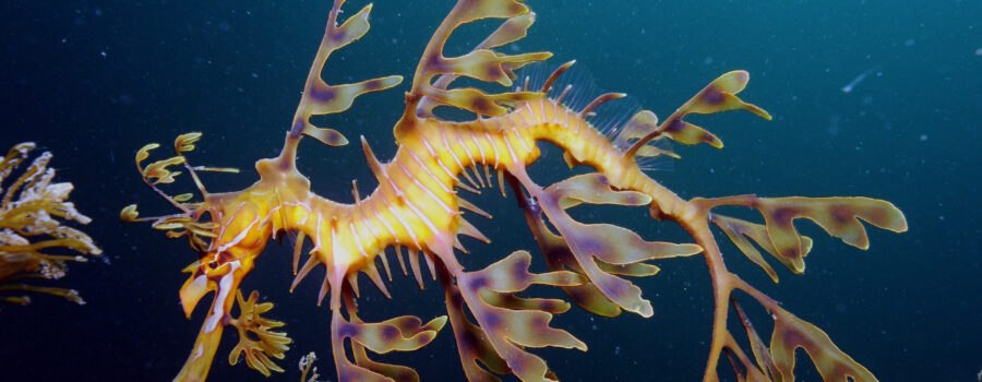 leafy seadragon video poster image for a video featuring leafy seadragons with a 3D video effect